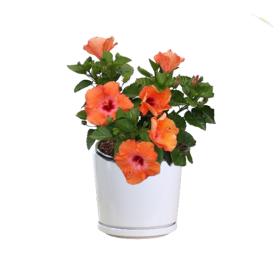 Hibiscus Rosa Sinensis (Orange)